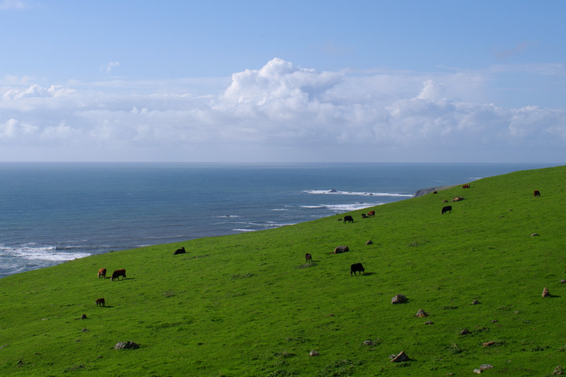 Pacific coast cows