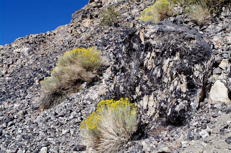 Obsidian-splattered boulder on Panum Crater, near Mono Lake