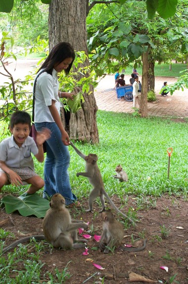 monkeys playing with people and eating lotus flowers