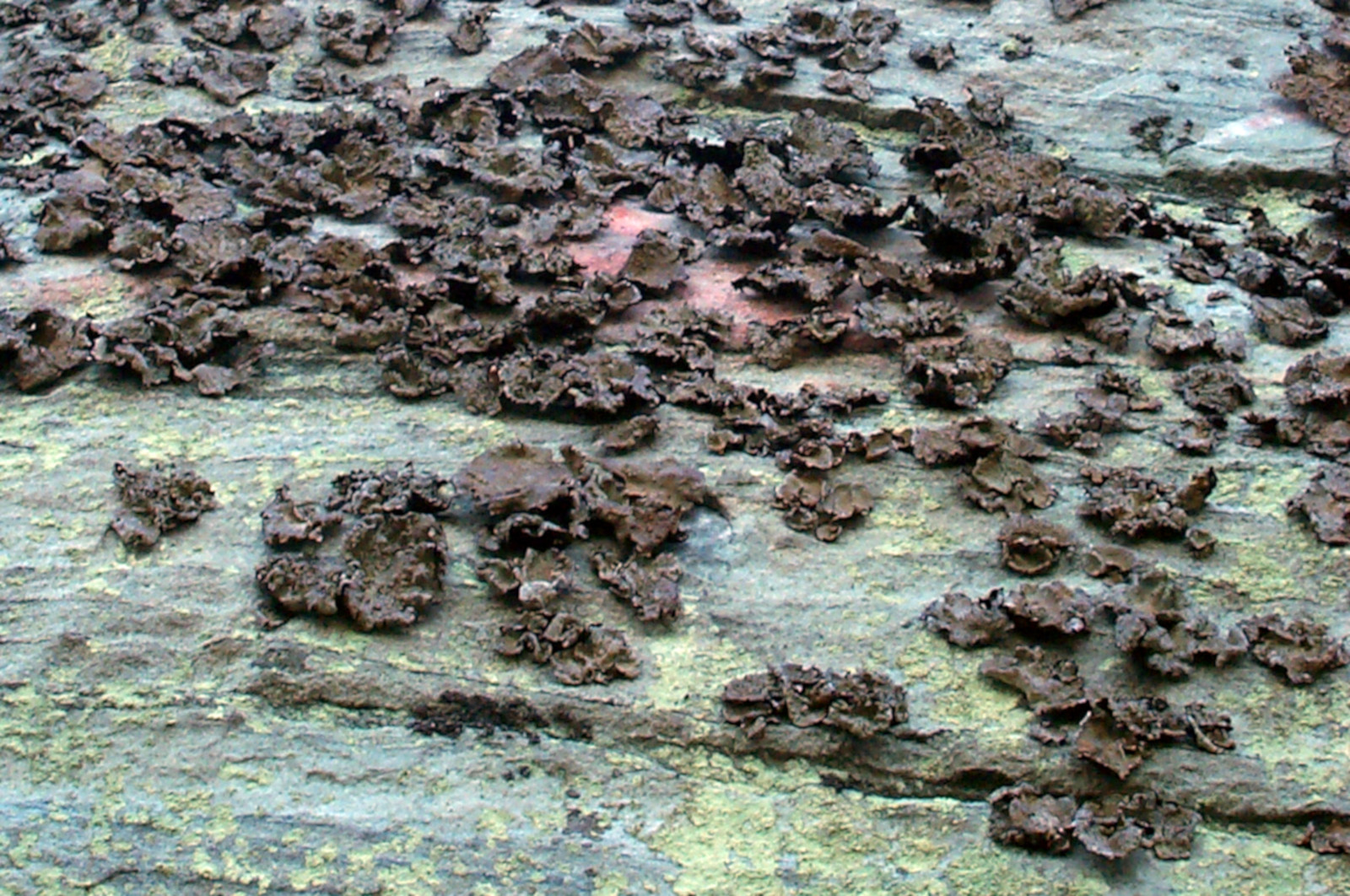 neat close-up of some lichens