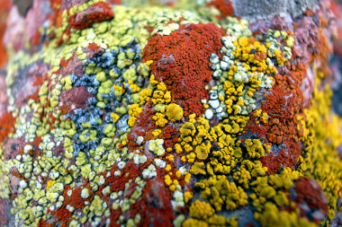 Colorful lichens