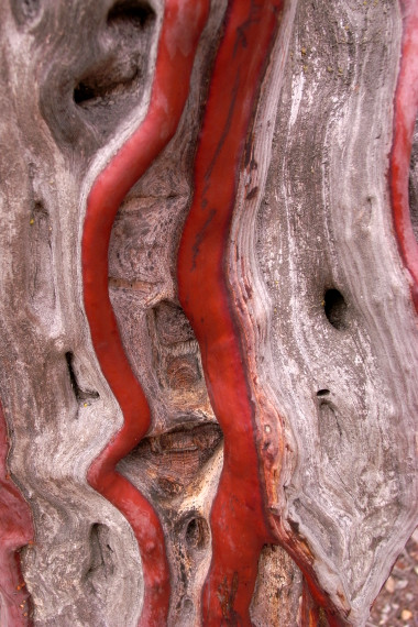 Red streaks in manzanita bark