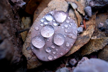 Waterdrops on a leaf