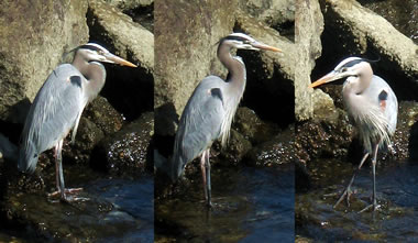 Great Blue Heron in Whalers Cove at Point Lobos State Reserve