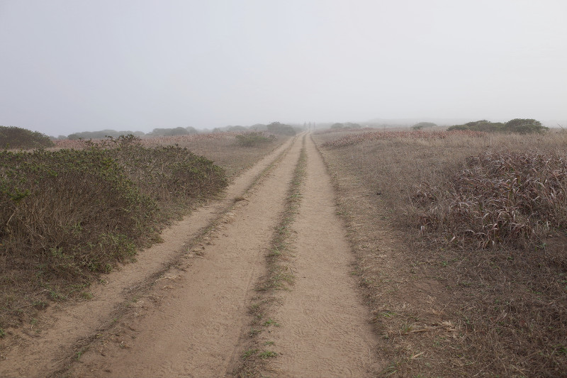 Tomales Point Trail at Point Reyes in the fog