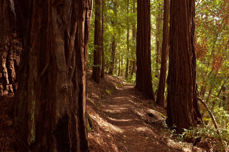 Slate Creek Trail in Portola Redwoods State Park