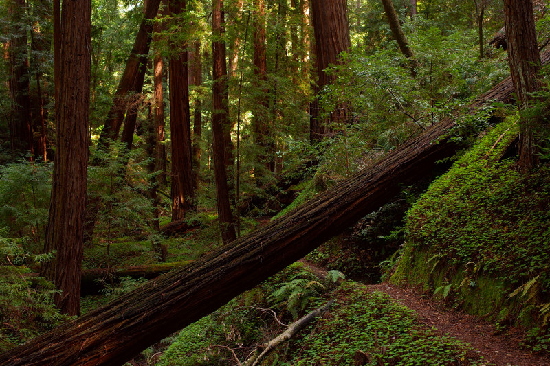 Peters Creek Loop in Portola Redwoods State Park