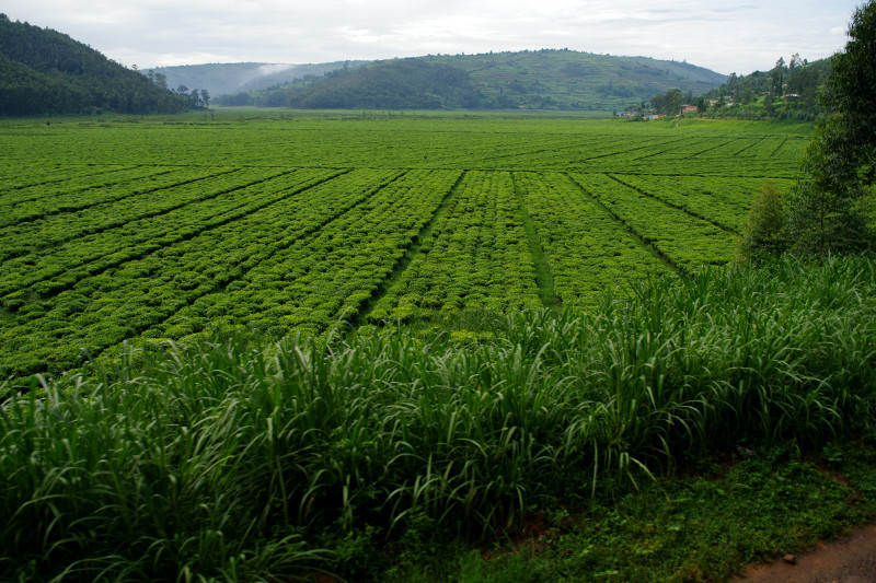 rwanda countryside 5