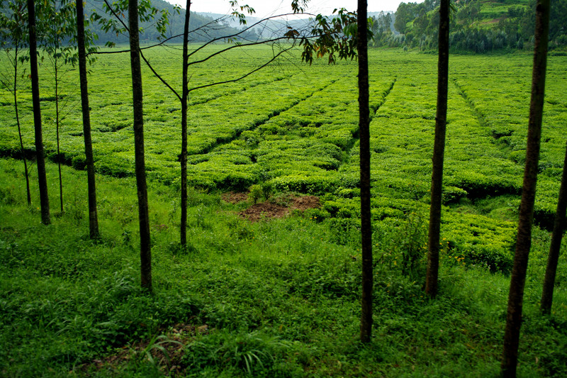 rwanda countryside 6