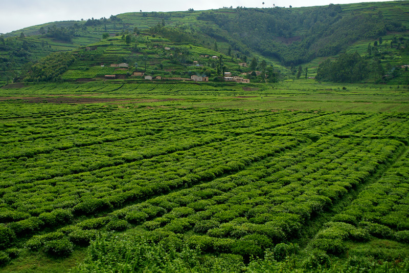 rwanda countryside 8