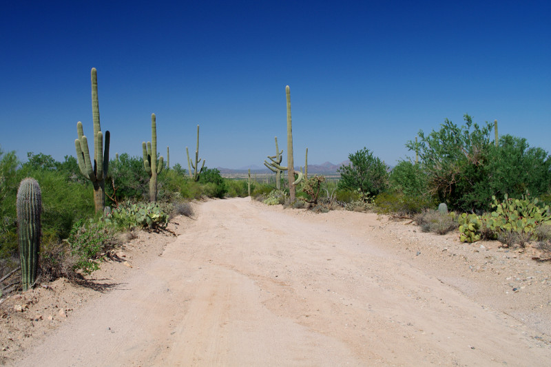 Bajada loop drive in Saguaro National Park