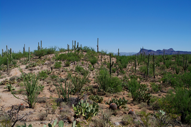 View from the Signal Hill trail in Saguaro National Park