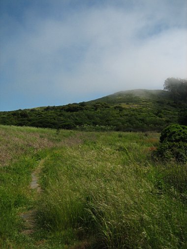 San Bruno Mountain State Park hillside with fog wisps