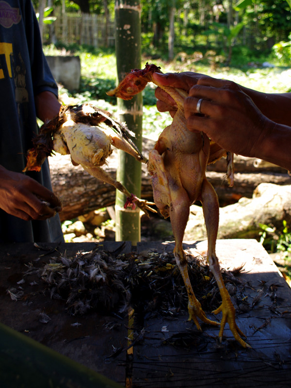 Plucking the the recently-dispatched chickens for binakol na manok