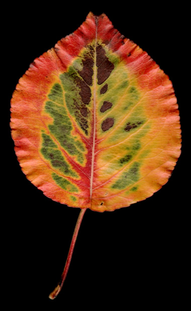 sebastopol leaf