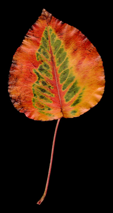 sebastopol leaf