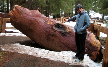 A limb that fell off General Sherman, in Sequoia National Park