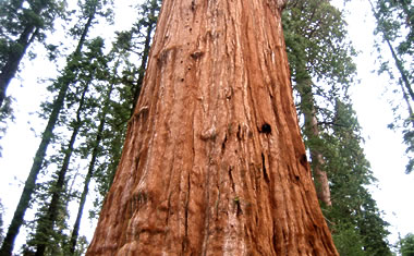 Middle of the General Sherman Sequoia Tree, the largest organism on earth, at Sequoia National Park