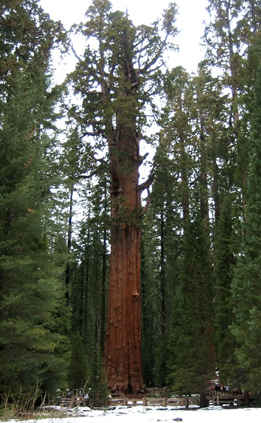 General Sherman at Sequoia National Park