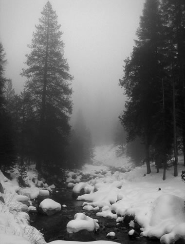 Thick fog along the Tokopah Valley Trail at Sequoia National Park