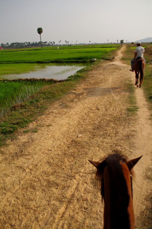 Riding horses through the rice paddies around Siem Reap, Cambodia