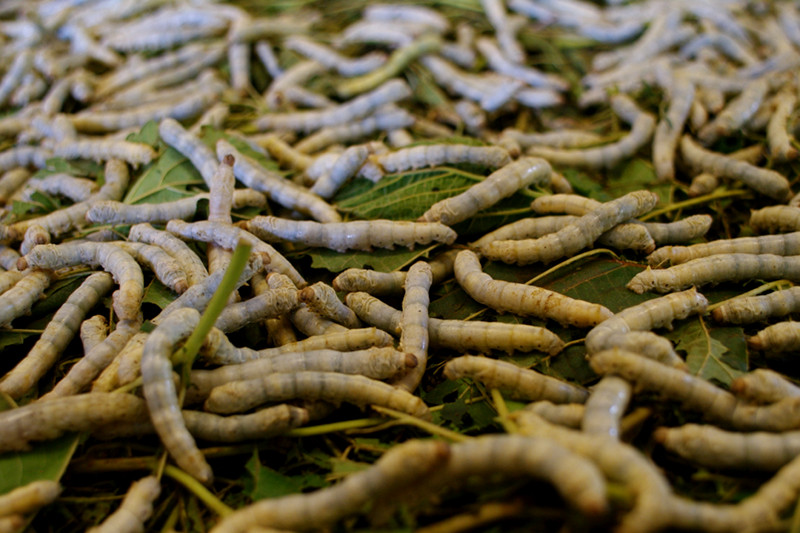 Silkworms eating mulberry leaves at the silk farm in Siem Reap, Cambodia