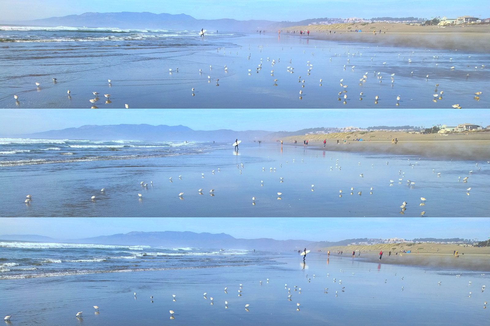 Triptych of snowy plovers on Ocean Beach, San Francisco, CA