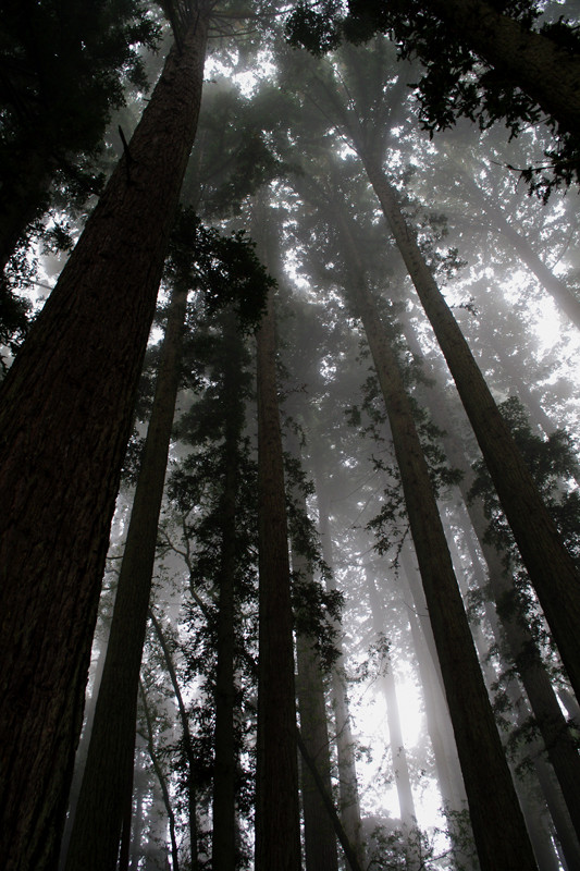 Foggy sequoias along the Pomo Canyon trail in Sonoma Coast State Park