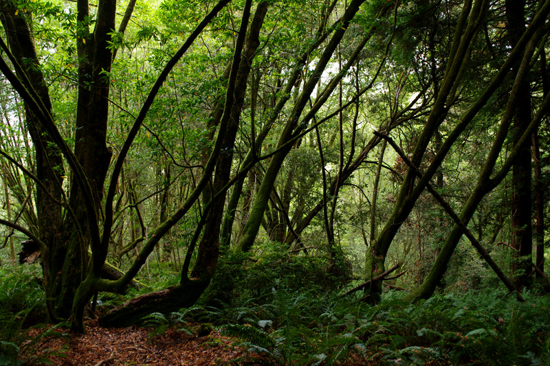 Mossy trees along the Pomo Canyon trail in Sonoma Coast State Park