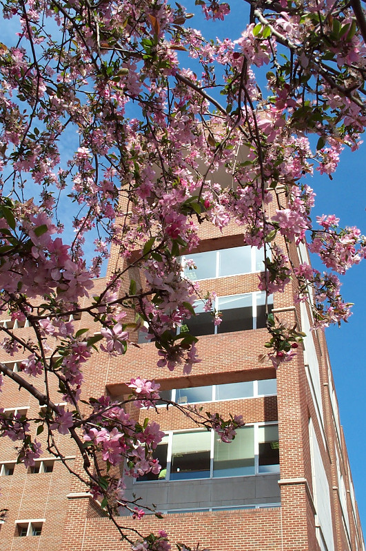 Flowering tree in front of and Davis Library on the campus of UNC in Chapel Hill, North Carolina