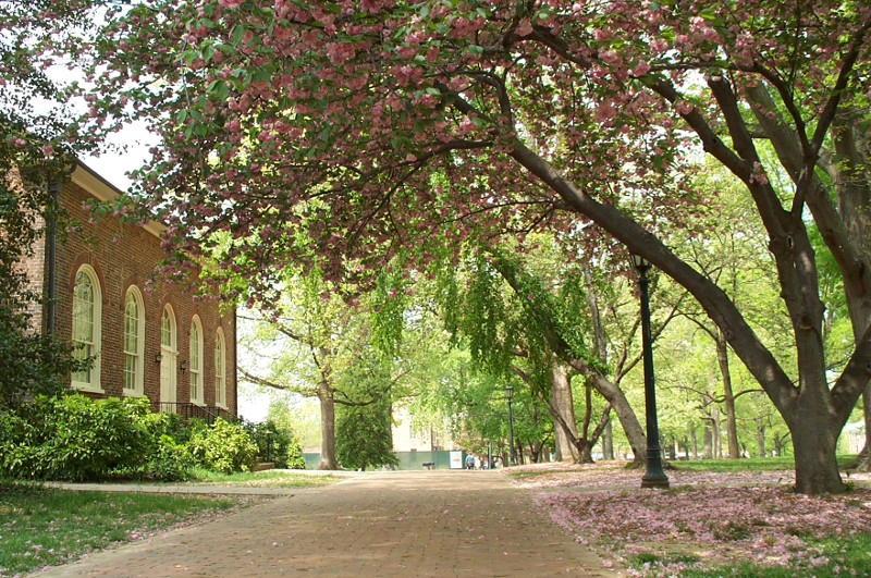Pink flowering tree on the campus of UNC in Chapel Hill, North Carolina