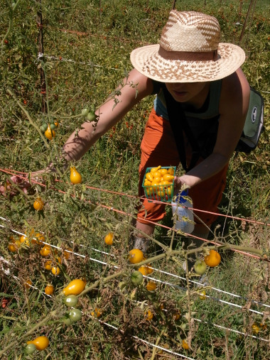 Stephanie picking cherry tomatoes