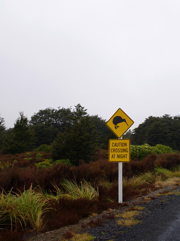 tongariro national park kiwi crossing at night sign