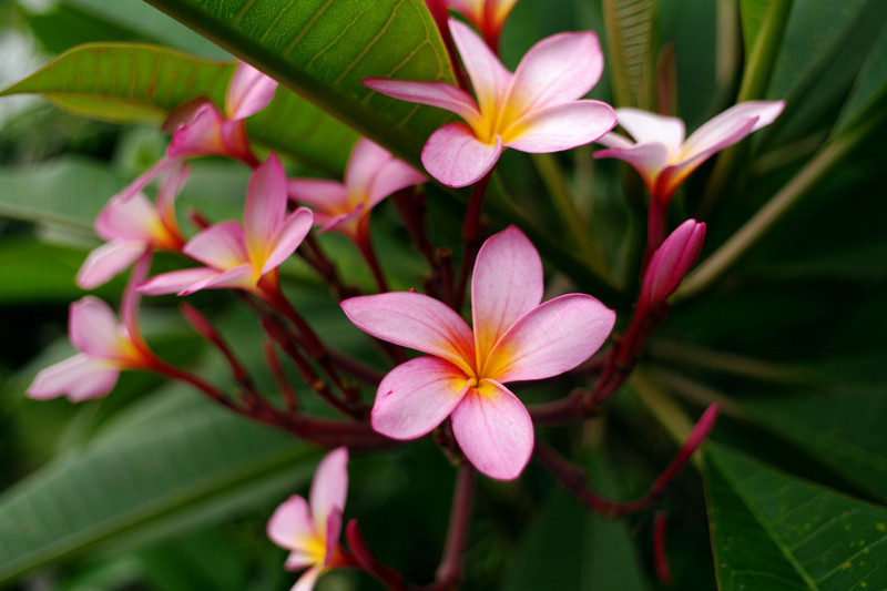 Pink frangipani flowers at the Tropical Bali Hotel