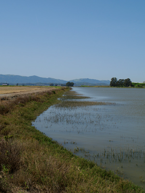 The trail to Tubbs Island was essentially a levee (or dike)