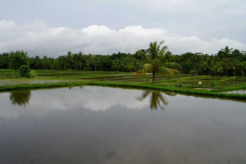 ubud rice paddies 2