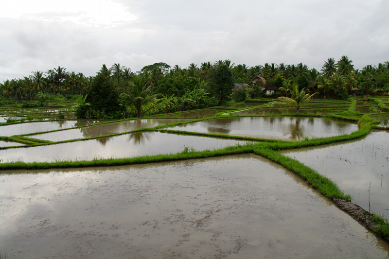 ubud rice paddies 3