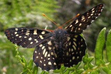 Variable Checkerspot butterfly (Euphydryas chalcedona chalcedona)