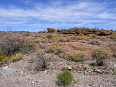 White Rock Canyon foliage