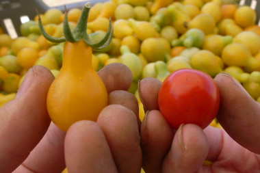 Cherry tomatoes and dirty fingers, up close