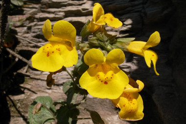 Some pretty yellow flowers growing near the Alamere Falls