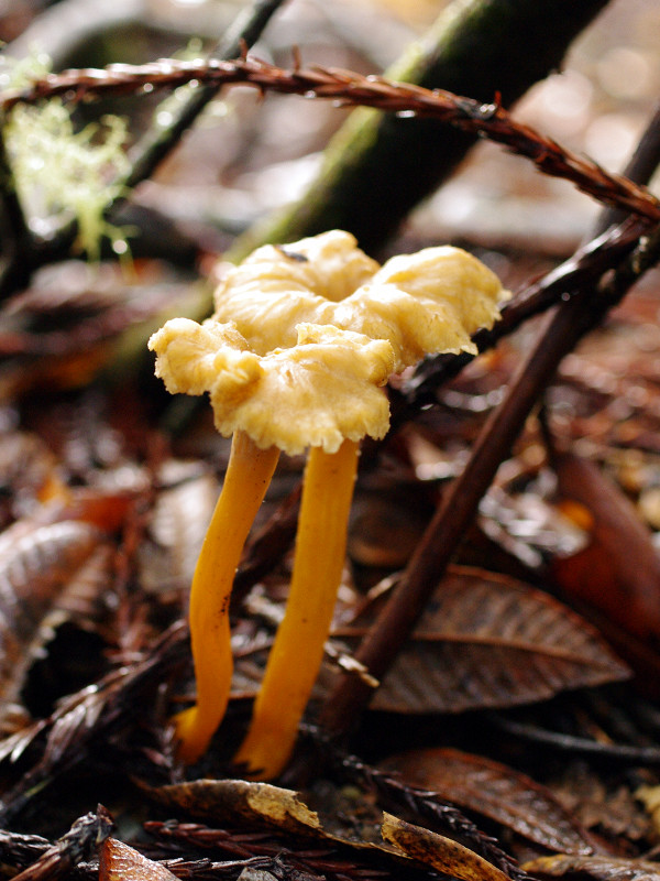 Yellowfoot chanterelles (Cantharellus tubaeformis)